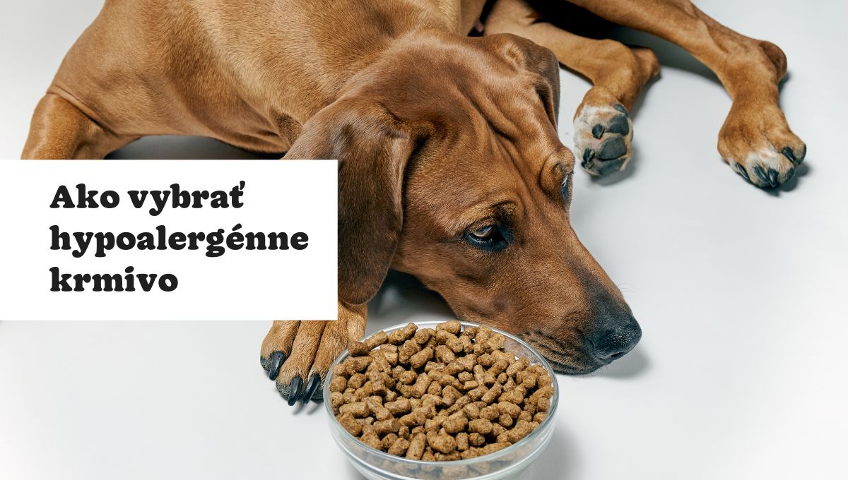 Ako psovi vybrať kvalitné hypoalergénne krmivo?